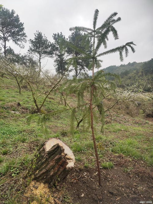 贵阳观山湖一村民随意砍树被责令补种30株树苗