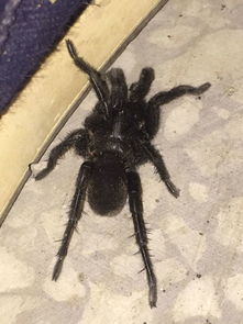 这种黑蜘蛛有毒吗 家里发现的 