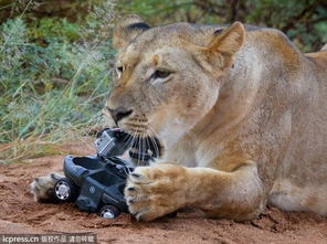 相机伪装遥控车 狮子被偷拍还很开心
