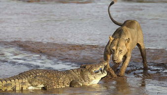 直击非洲狮群与鳄鱼为争夺食物展开激战 组图 