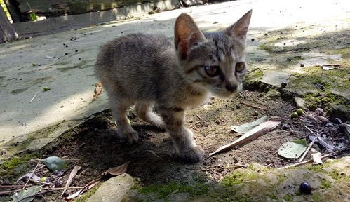 听说过中华田园犬,那听说过中华田园猫吗 你了解这种猫吗 