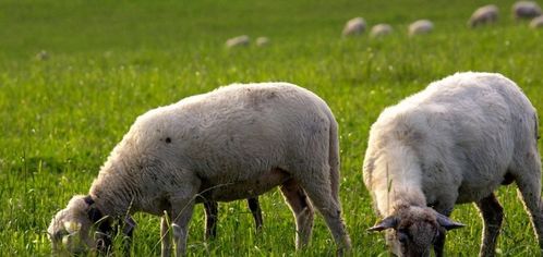 生肖羊 12月23号以后,属羊人的运程上涨,偏财发大财,身家猛增
