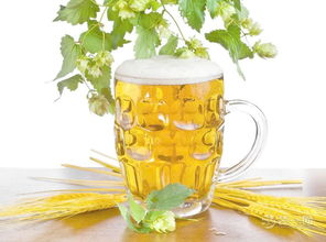 啤酒对养花的作用