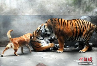 安徽铜陵动物园 狗狗与老虎相伴7周年引游客参观