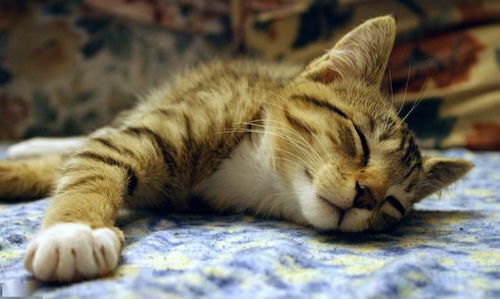 为何猫咪喜欢睡在主人身旁 其实有六个原因,不仅仅因为粘人