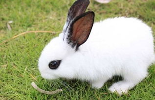 兔兔星球 兔子为什么会拉肚子,兔子拉肚子会死吗