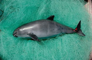 美国海军将与专家合作派出经过特训的海豚救濒危的墨西哥小头鼠海豚 