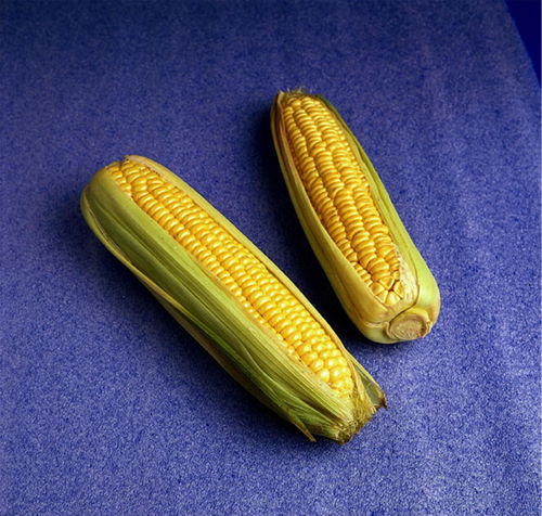 一般蒸玉米要蒸多久 玉米有哪些吃法呢