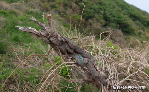 大连蛇岛疯狂 内卷 ,一平方公里2万多条蛇,饿得一年休眠两次