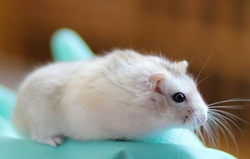 小小仓鼠的寿命到底有多长 如何饲养才能让它们伴人更久