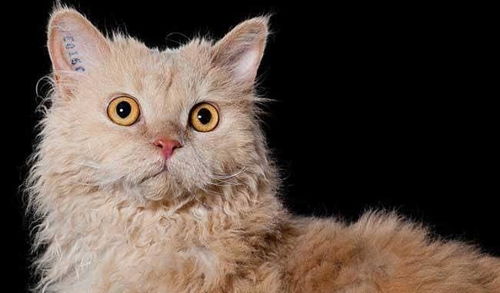 日本网友晒最丑猫咪,我一直认为暹罗猫比较可爱却排名第三