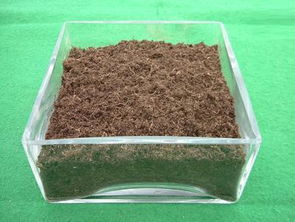 腐叶土适合种什么植物,泥炭土和腐殖土适合哪些植物？