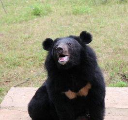 村民养宠物狗发现是黑熊 从越南人手中买到 