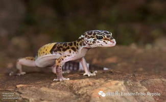 Eublepharis斑睑虎属,豹纹守宫Leopard gecko 的全家福. 