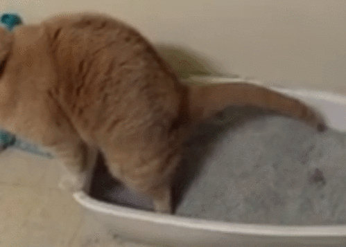 猫 砂 盆 风 水 研 究