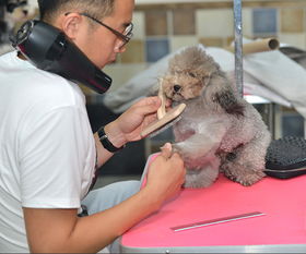 盘锦市一级的宠物美容师培训机构