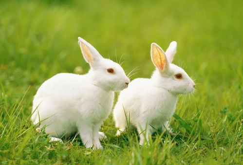 2020年生肖属兔的人全年运势详细解析 李居明版