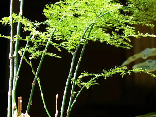 文竹扦插繁殖方法图解 剪下来的文竹能插活吗