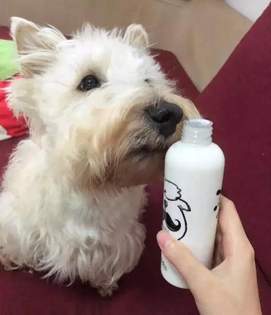 狗狗可以喝酸奶吗 