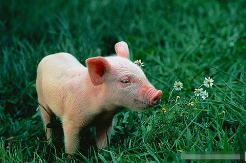 10个猪有9个富,尤其是以下4月出生的 大金猪 ,天生命里多金