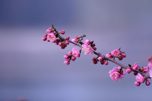 2020年,有喜事,桃花缠身姻缘拦不住,有望脱单获真爱的生肖