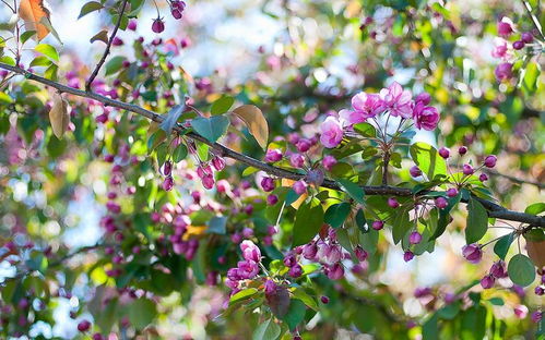 未来10天,桃花再重开,四大星座守得云开见月明,不和旧爱错过