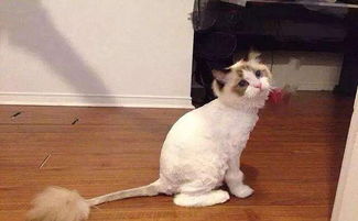 家里的猫咪能剃毛吗 什么情况下才可以给猫咪剃毛