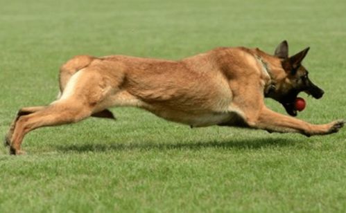 马犬伤口能自愈吗