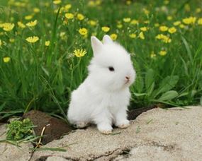 兔子能不能吃胡萝卜 