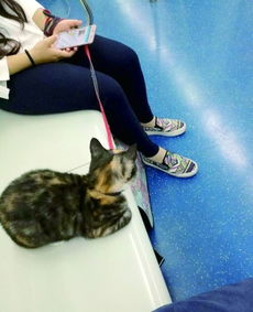 澳洲网 女子带猫坐地铁还单占一座 工作人员 违规 