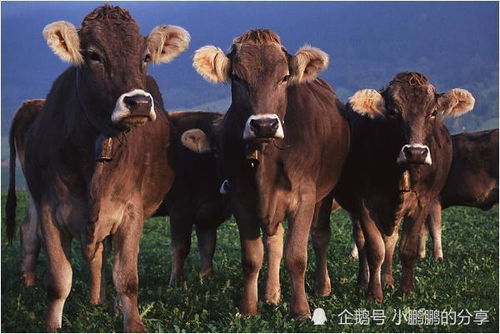未来3天 得先祖庇佑财运暴涨的生肖牛,尤其是1961 1973年