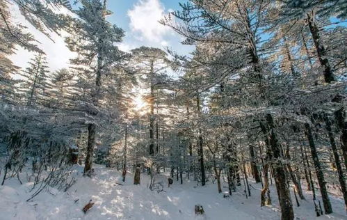 所有人,走赏雪去 轿子雪山景区已恢复正常运营 只是...... 