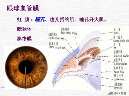 正常人体解剖学 感觉器分析 