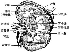 猪肾，猪肾的内部结构