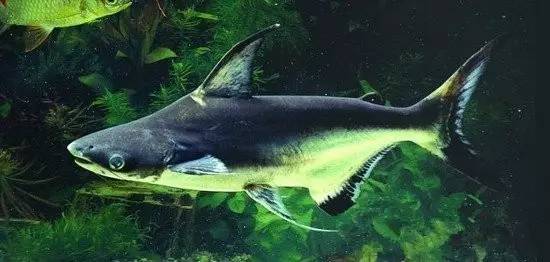 成吉思汗鲨鱼,成吉思汗鲨鱼是保护动物吗