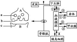 滨螺是一种小的海洋动物.它们大量吸附于岩石.水草和码头桩基上.以吃海草和海藻为生.甲图表示某石质海滩的一个自然水坑中.滨螺与水坑中三种海藻间的相互关系.图中括号内的数字表示其种群密度 