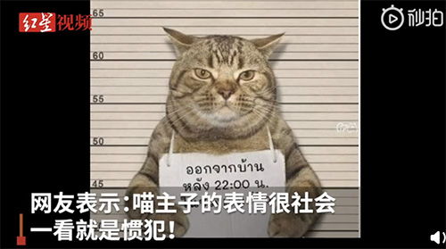 泰国猫咪因违反外出禁令被逮捕 网友 看表情就是社会猫
