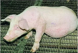 冬季怎么防控猪场反反复复的气喘病 