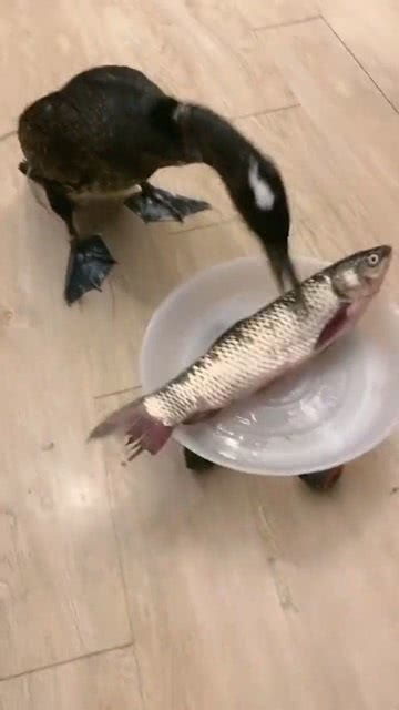 这是什么鸭子,没想到一口吃一只鱼,也不怕噎住 