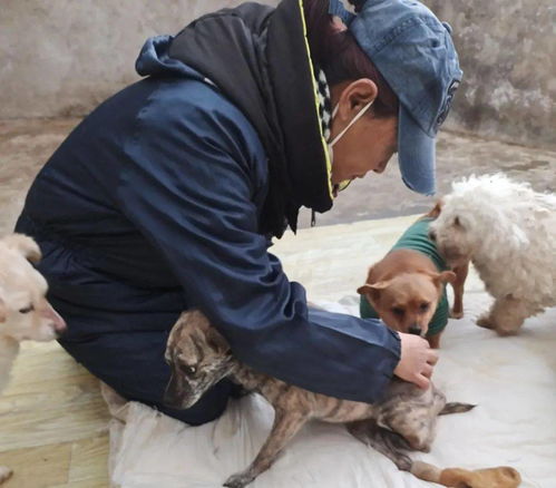 救助人身患疾病无力维持 数百只流浪狗狗面临断粮,急需救助