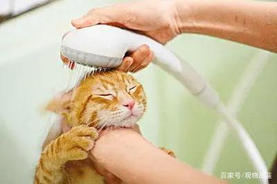 什么能代替猫沐浴露,猫用人的沐浴露洗澡会怎样呢