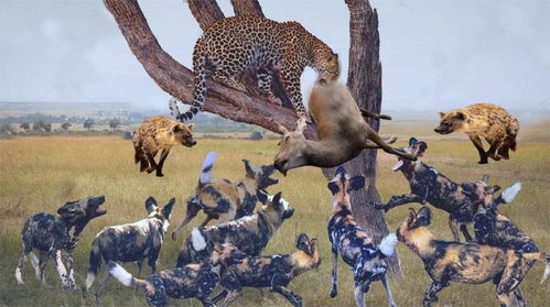 愚蠢的鬣狗 豹对战野狗的悲惨结局,野狗VS鬣狗和豹 