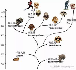 遗传学已将猩猩科与人科合并,黑猩猩属于人族