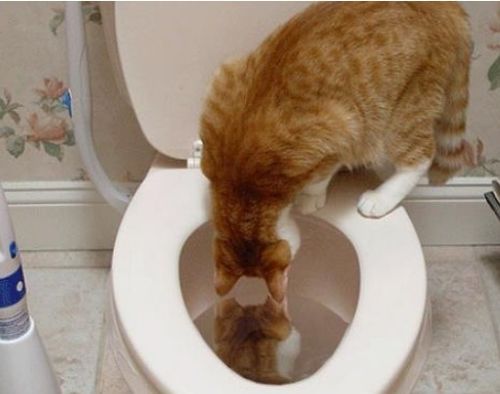 主人亲吻了猫咪,转过头来猫咪去喝 马桶水 ,到底为什么