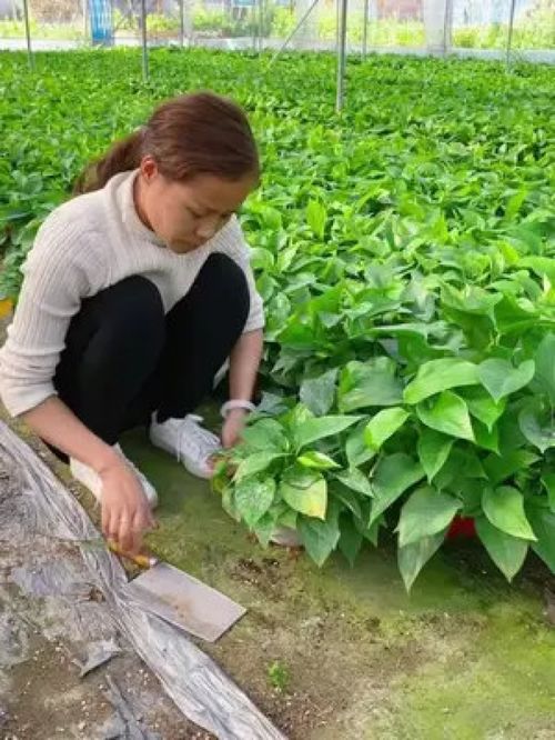 巴西木又叫幸运木 非常好养有水就能存活 