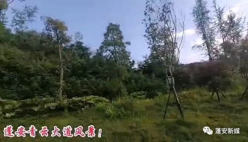 蓬安青云大道风景