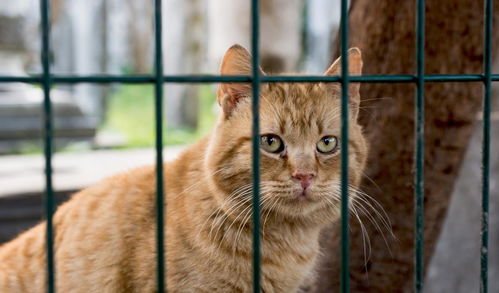猫不适合长期笼养,3种情况例外,可以短期用猫笼