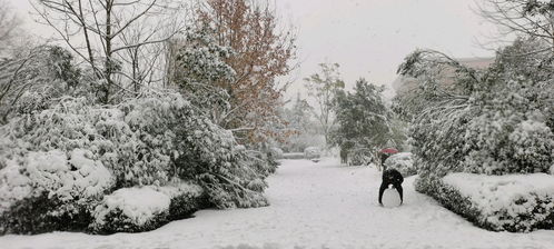 海南仔人生第一次见到雪