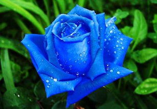 蓝玫瑰代表什么意思,神秘的爱情 3