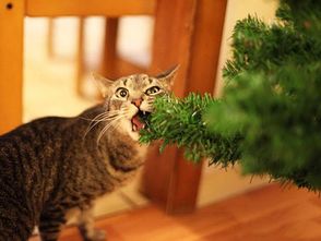 养猫狗的铲屎官吗,你家的圣诞树还好吗 